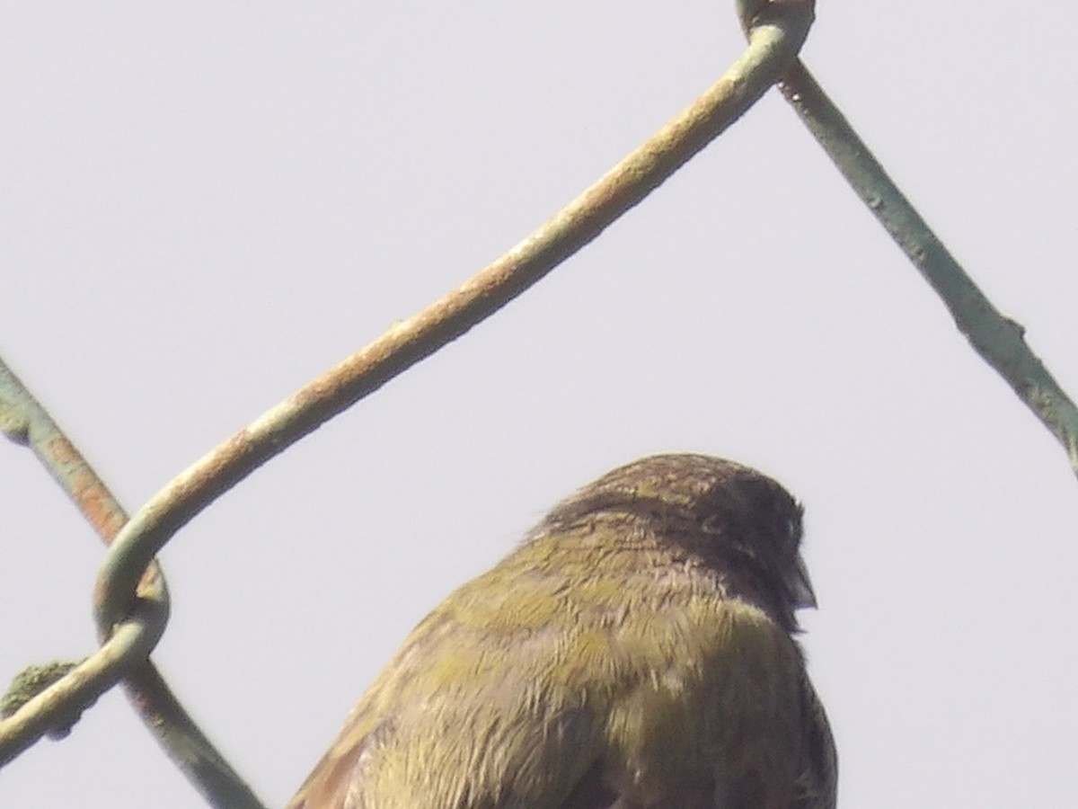 Black-faced Grassquit - ML638155545
