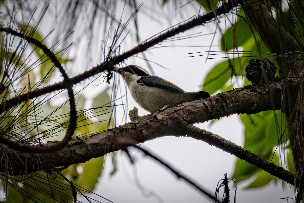 White-browed Shrike-Babbler (Dalat) - ML638155585
