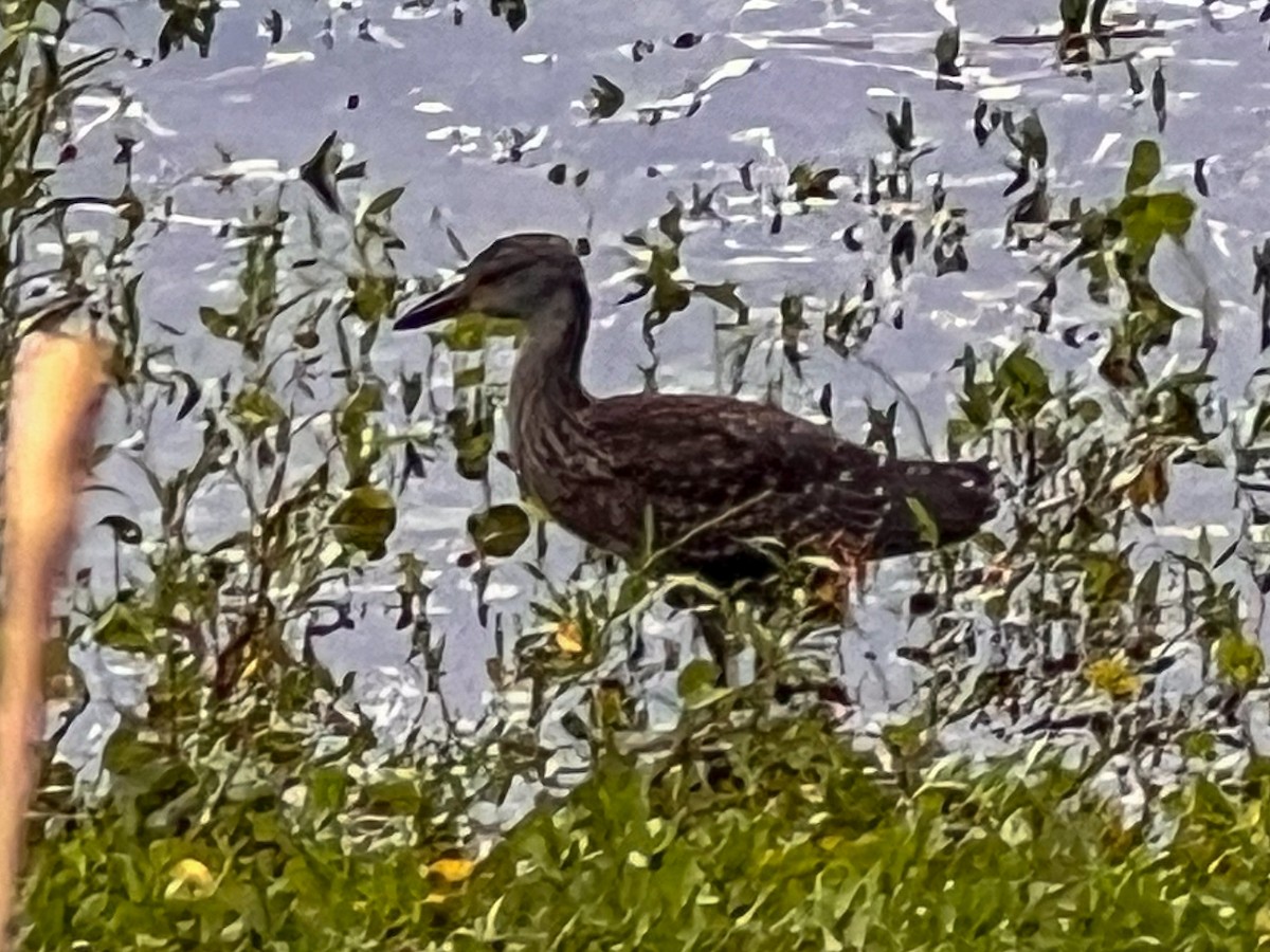 Yellow-crowned Night Heron - ML638155587
