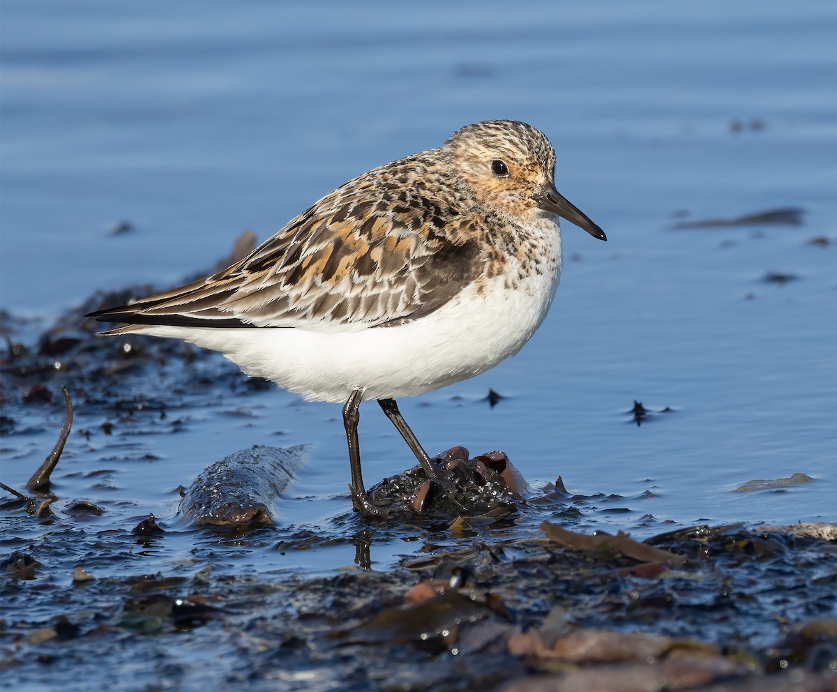 Sanderling - ML638155597