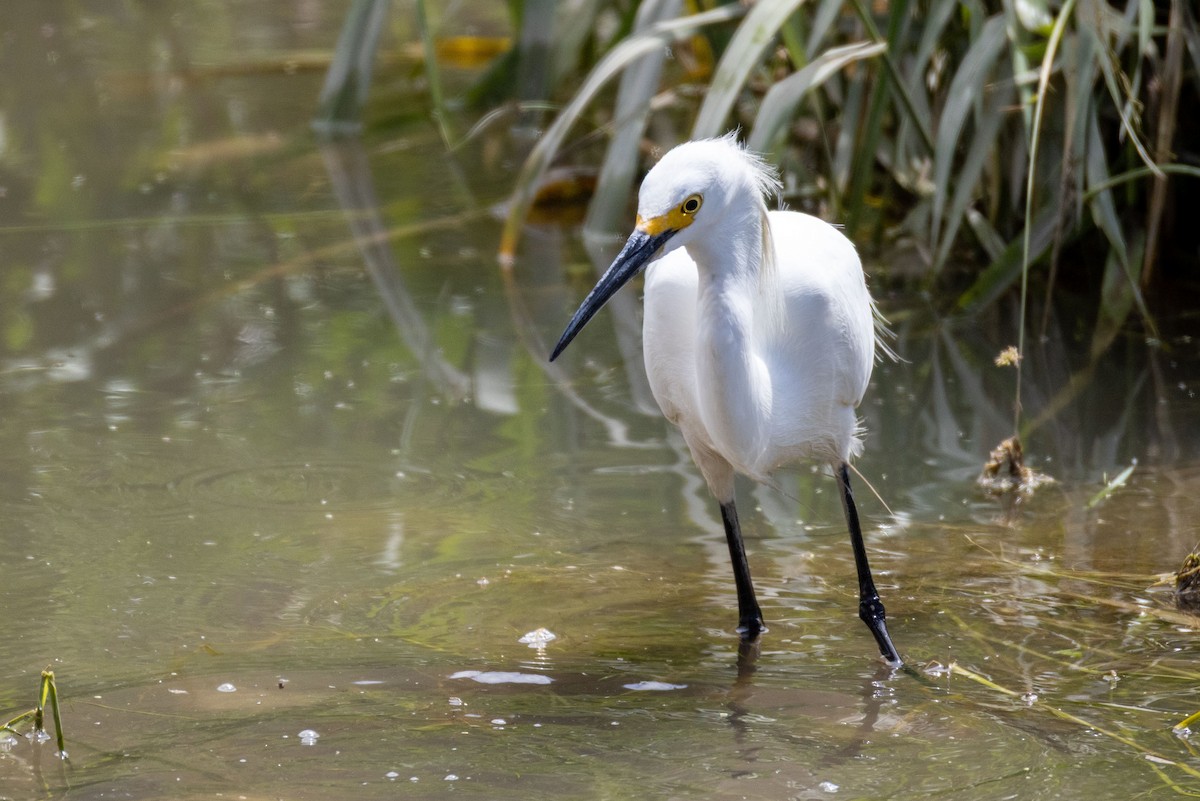 Snowy Egret - ML638155639