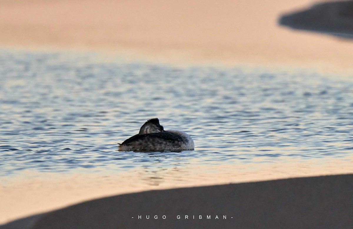 Great Grebe - ML638155642