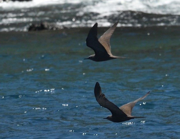 Бурая кланяющаяся крачка - ML638155645