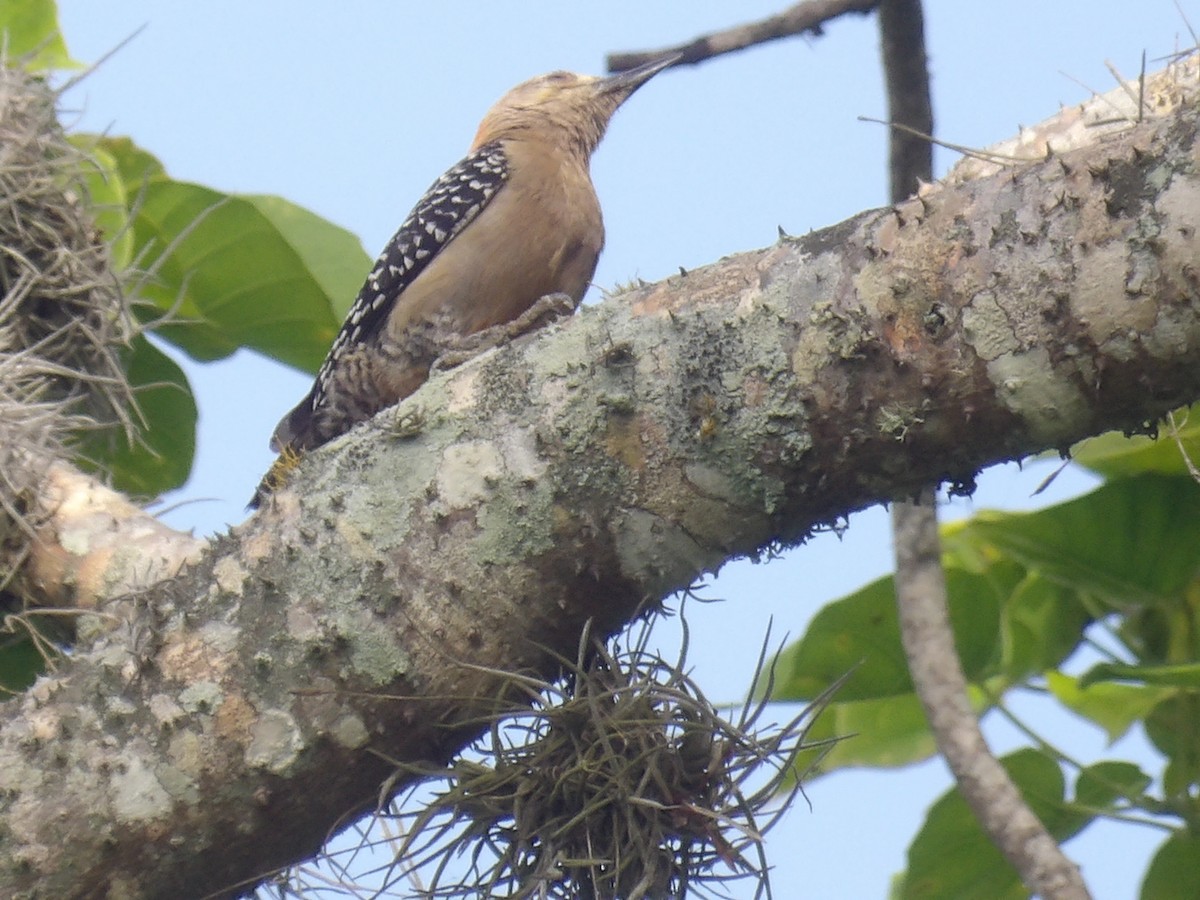 Red-crowned Woodpecker - ML638155654