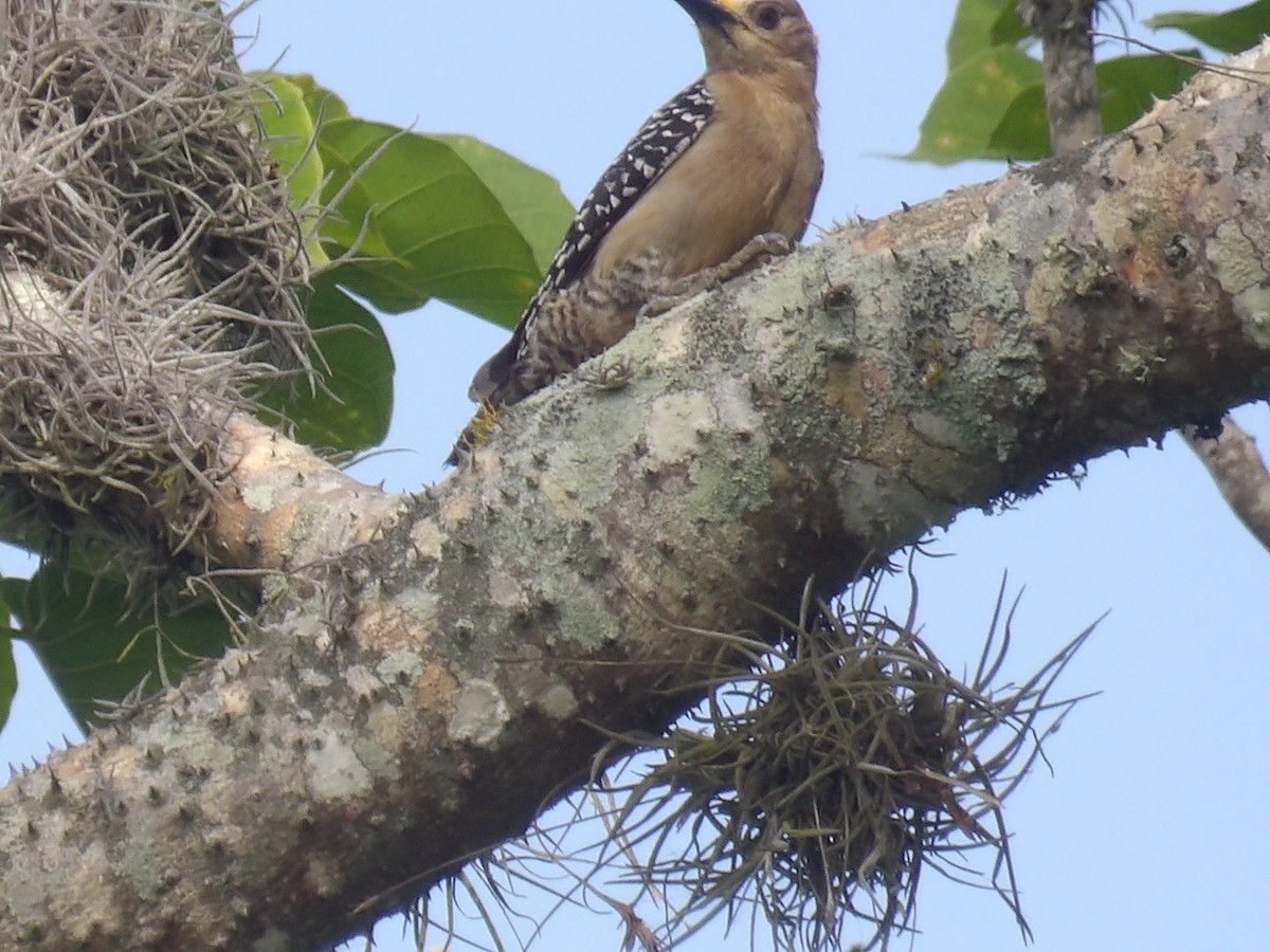 Red-crowned Woodpecker - ML638155656