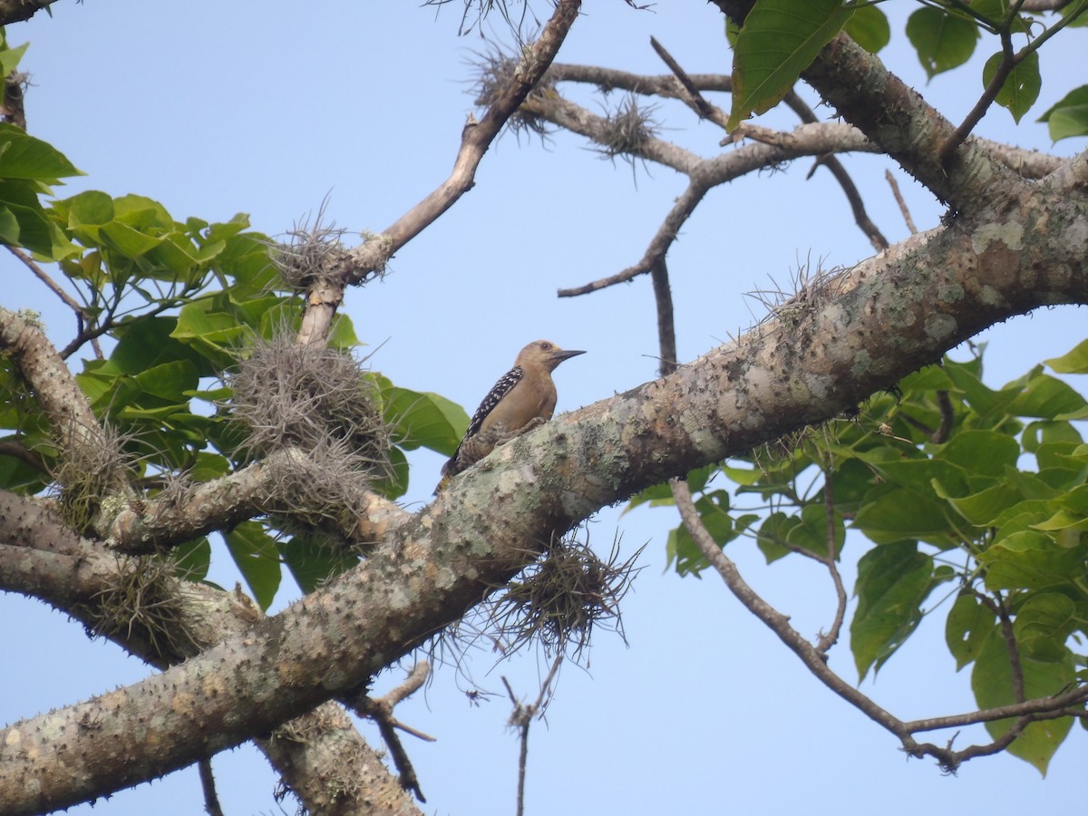 Red-crowned Woodpecker - ML638155659