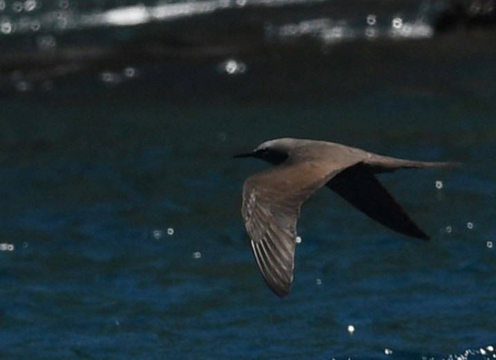 Бурая кланяющаяся крачка - ML638155660