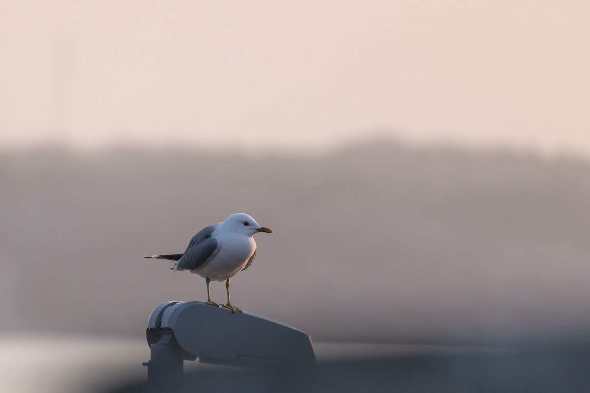 Common Gull - ML638155676