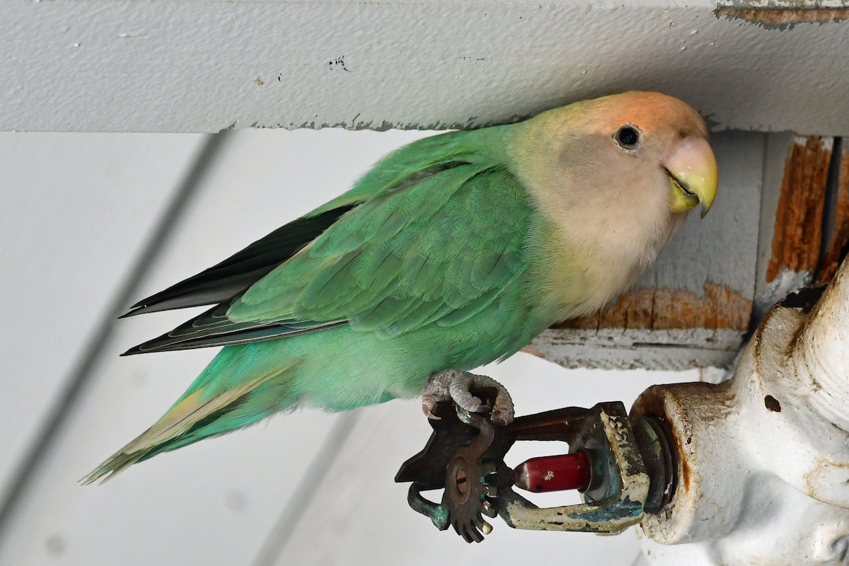 Rosy-faced Lovebird - ML638155678