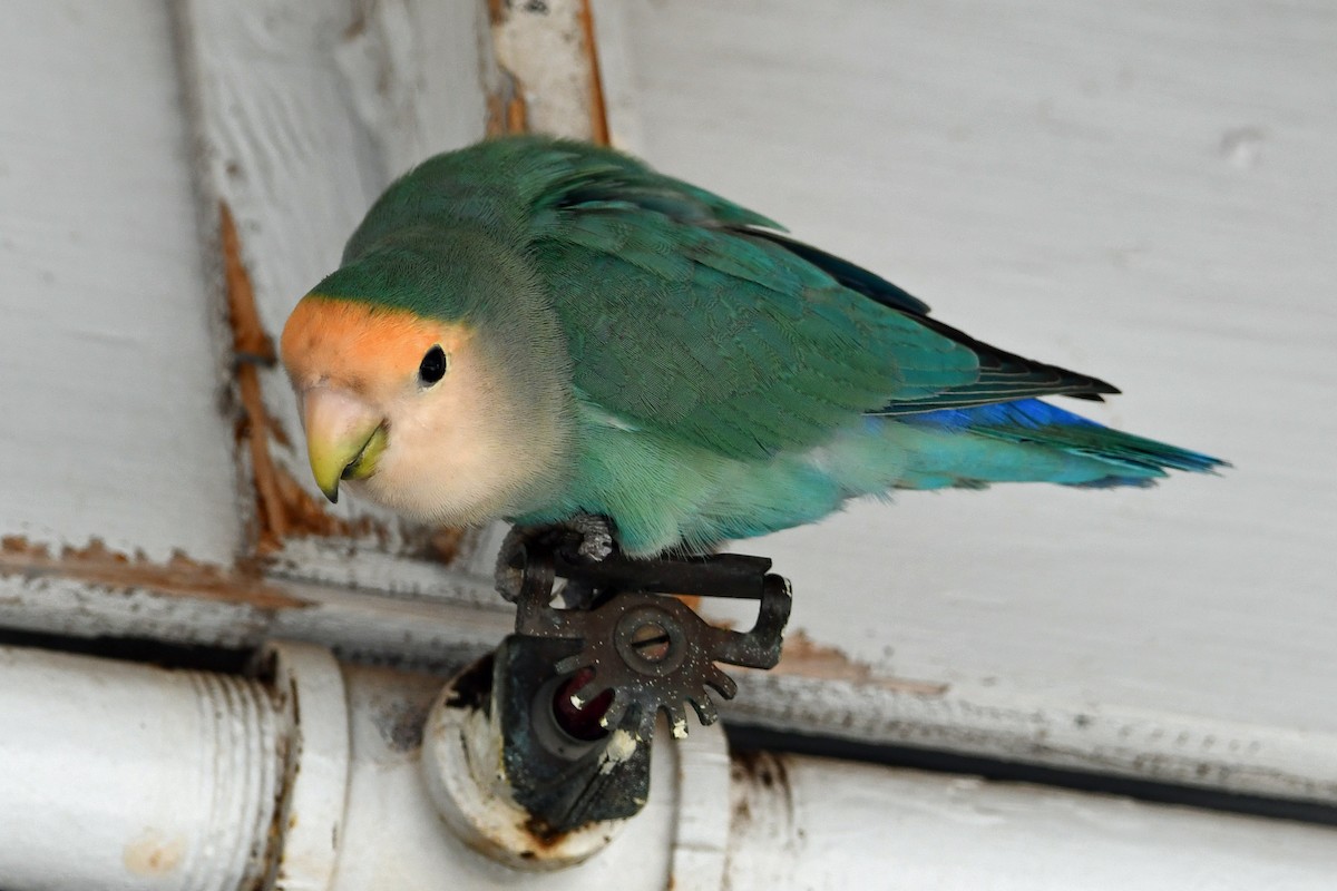 Rosy-faced Lovebird - ML638155679