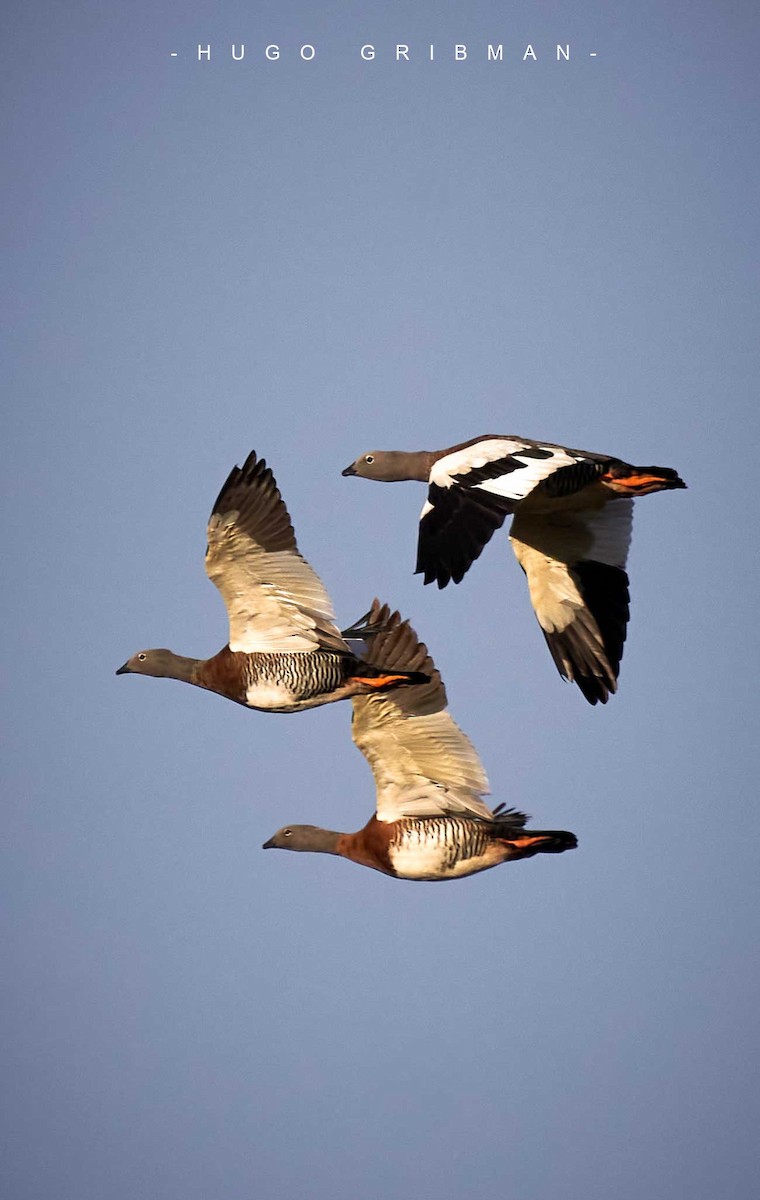 Ashy-headed Goose - ML638155799