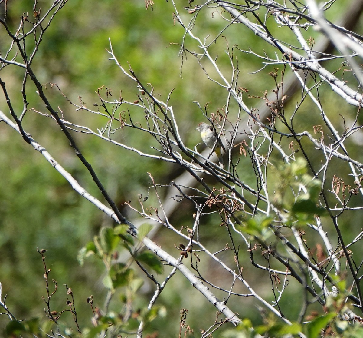 Virginia's Warbler - ML638155847