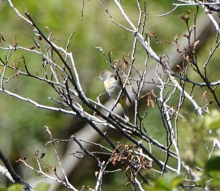 Virginia's Warbler - ML638155848