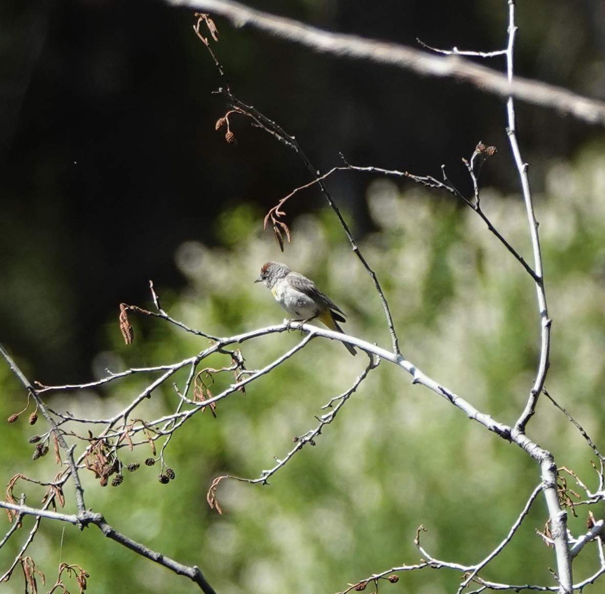 Virginia's Warbler - ML638155849