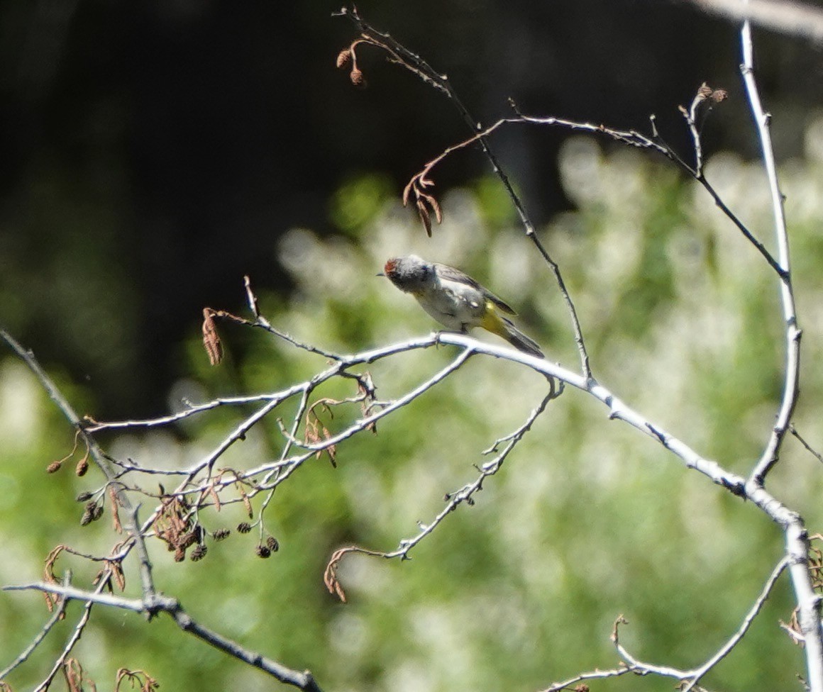 Virginia's Warbler - ML638155850