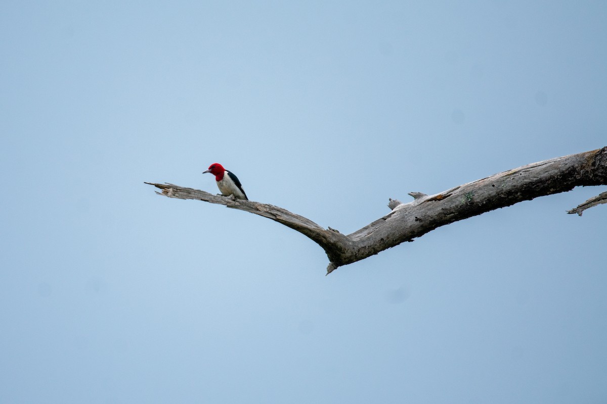 Red-headed Woodpecker - ML638155913