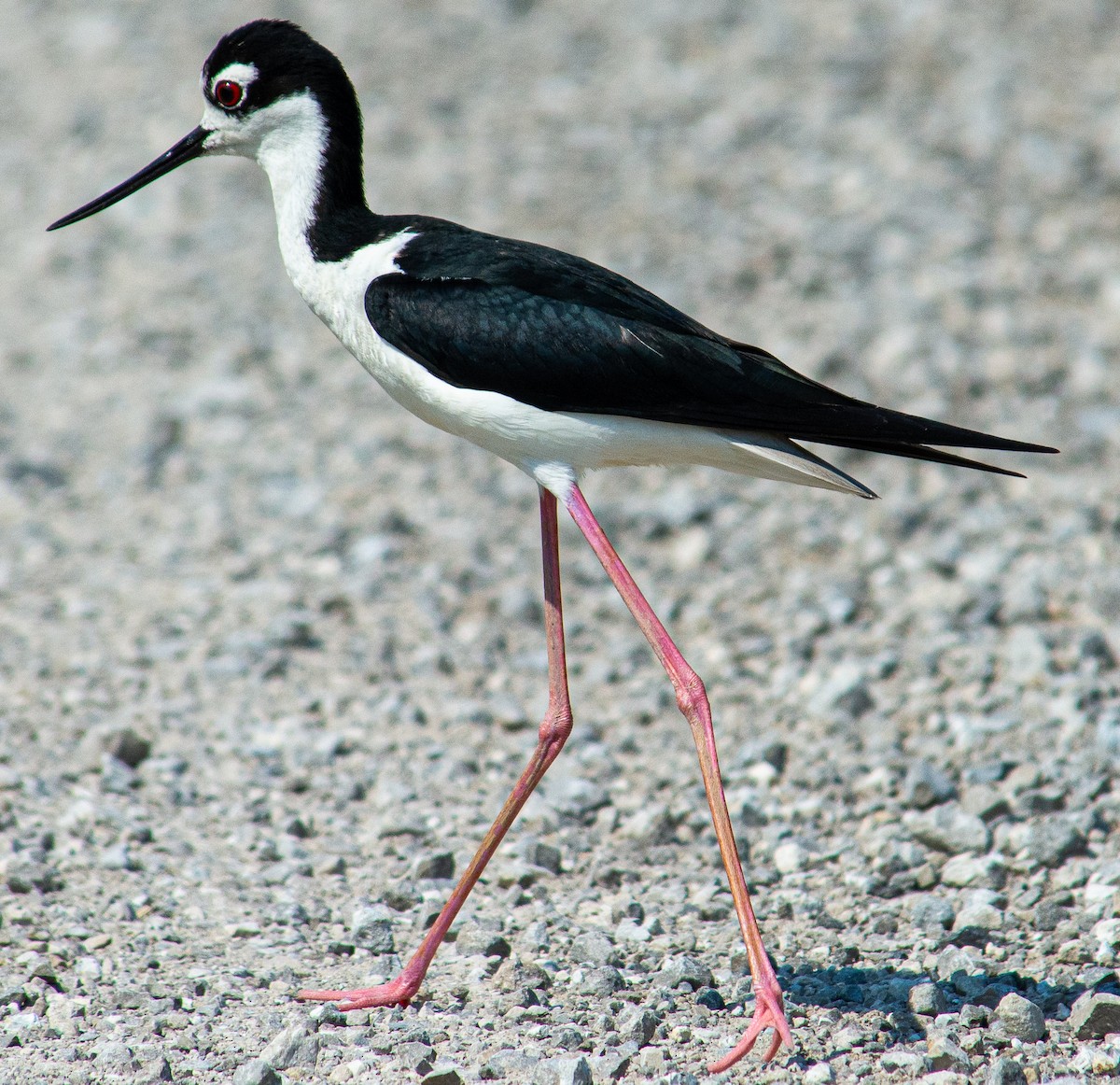 Black-necked Stilt - ML638155917