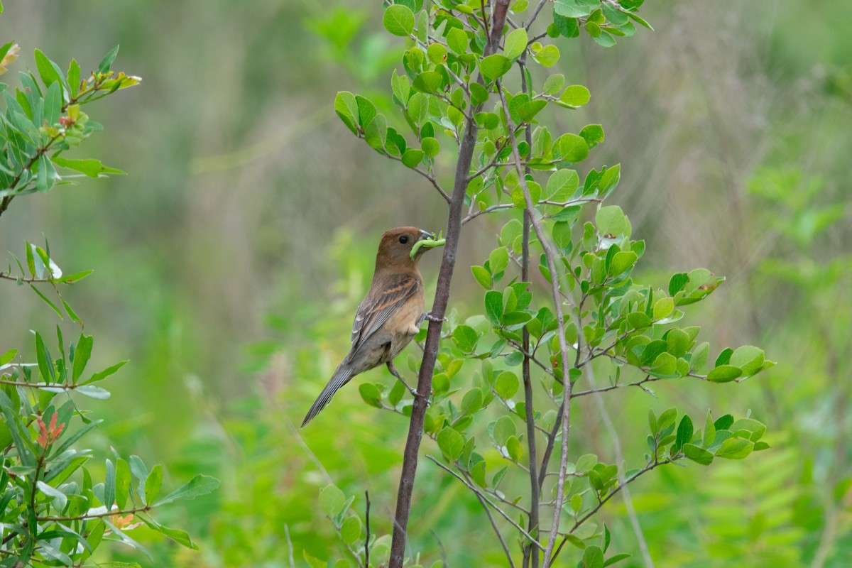 Blue Grosbeak - ML638155921