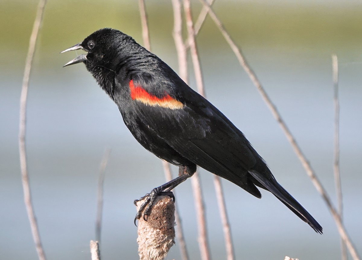 Red-winged Blackbird - ML638155932