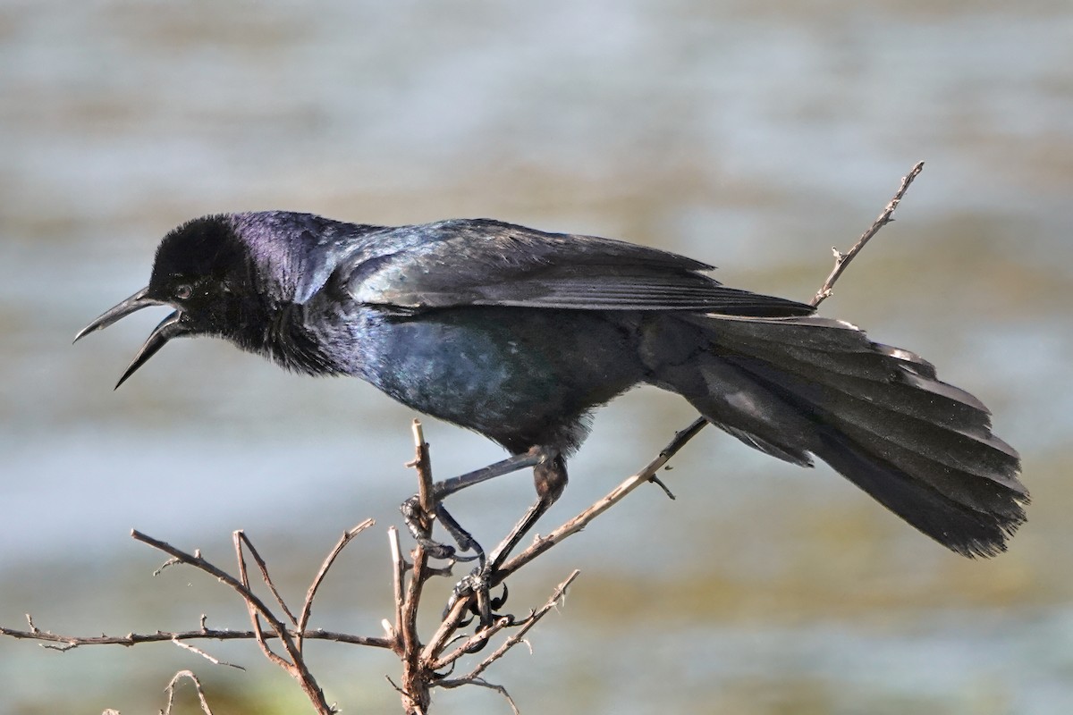 Boat-tailed Grackle - ML638155936