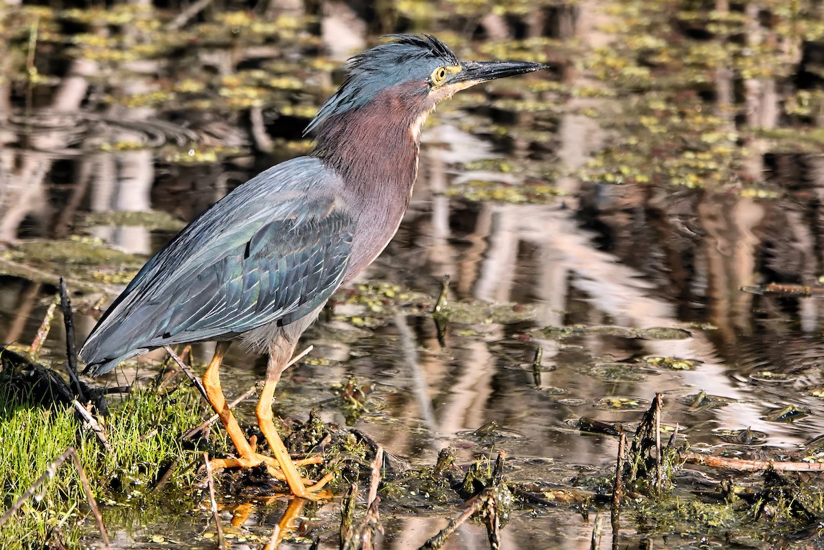 Green Heron - ML638155945