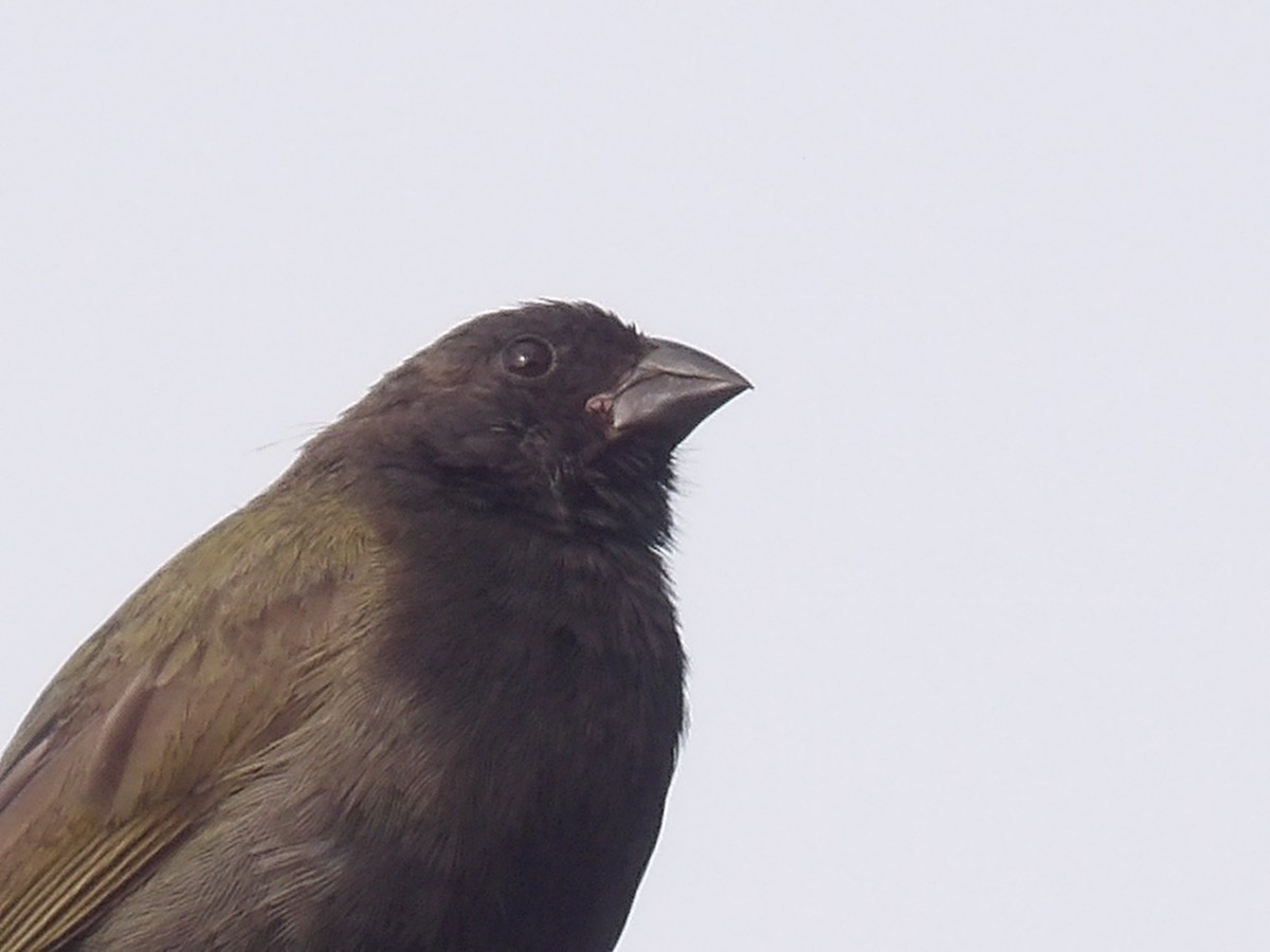 Black-faced Grassquit - ML638155978