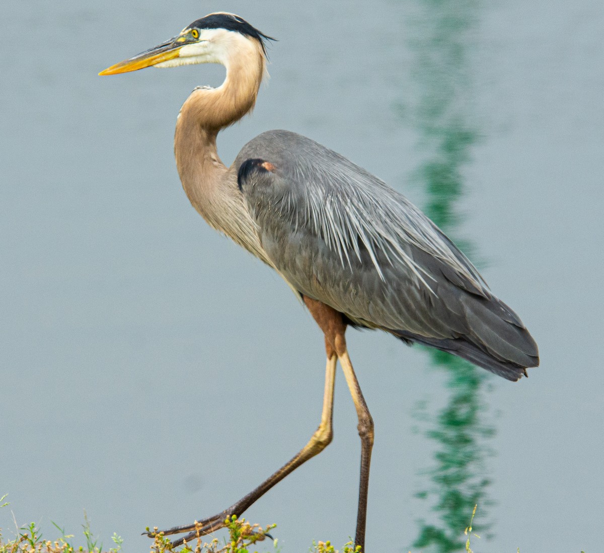 Great Blue Heron - ML638155981