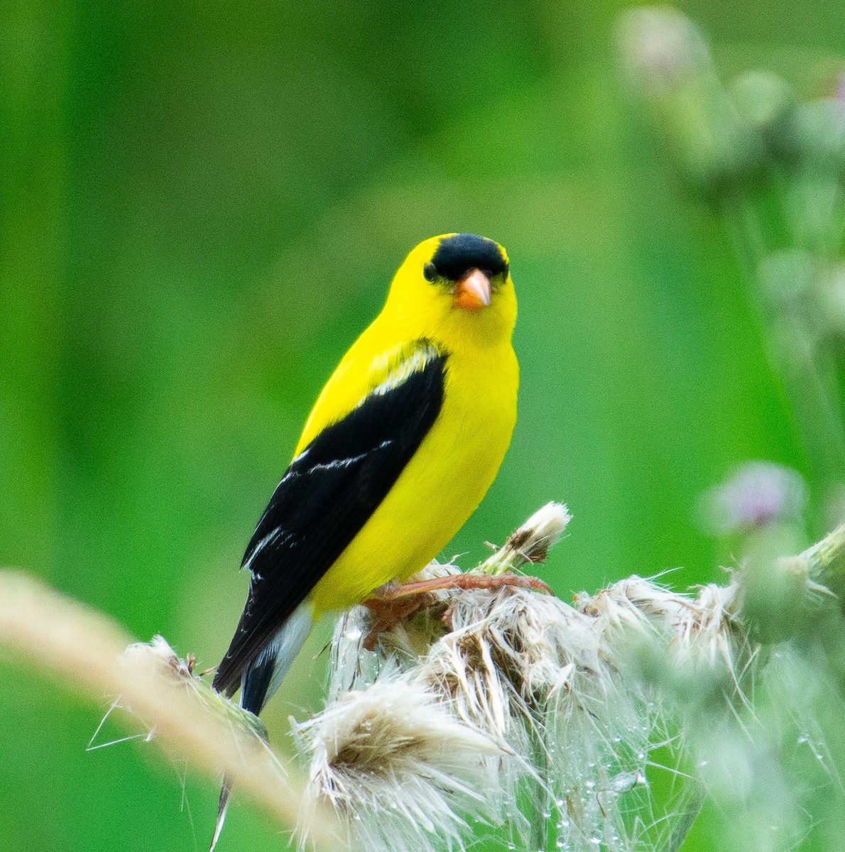 American Goldfinch - ML638156018
