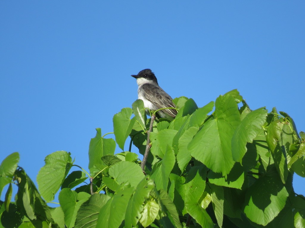 Schieferrücken-Königstyrann - ML638156050
