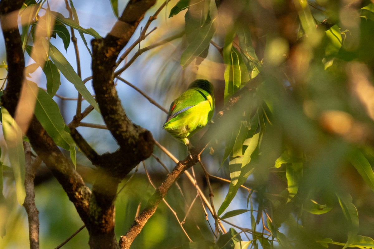 Double-eyed Fig-Parrot - ML638156090