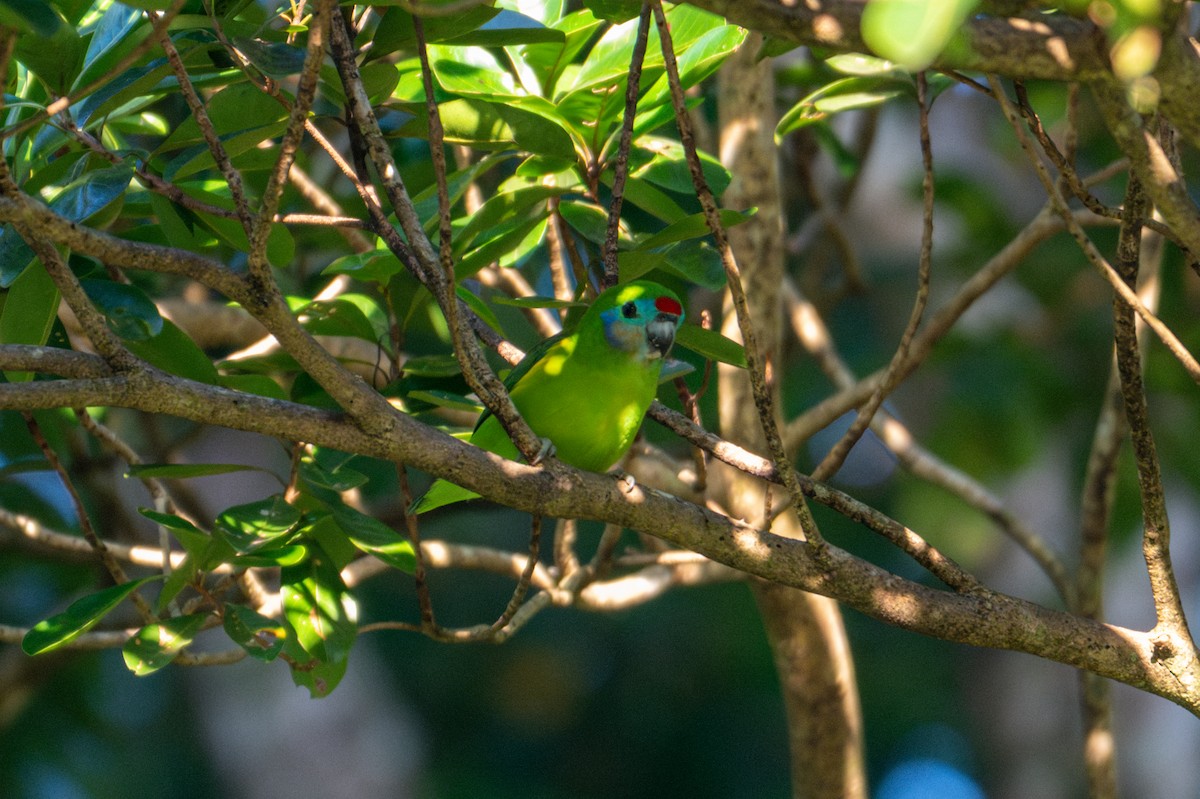 Double-eyed Fig-Parrot - ML638156091