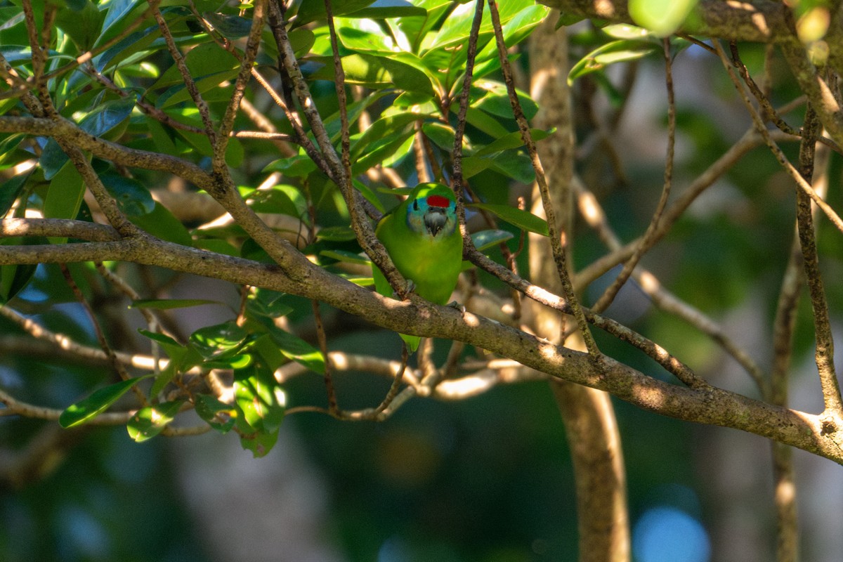 Double-eyed Fig-Parrot - ML638156092