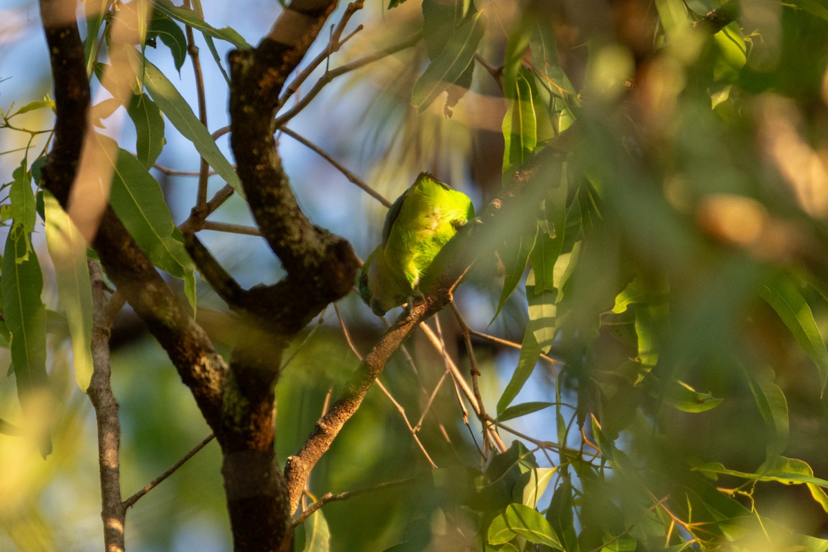 Double-eyed Fig-Parrot - ML638156094