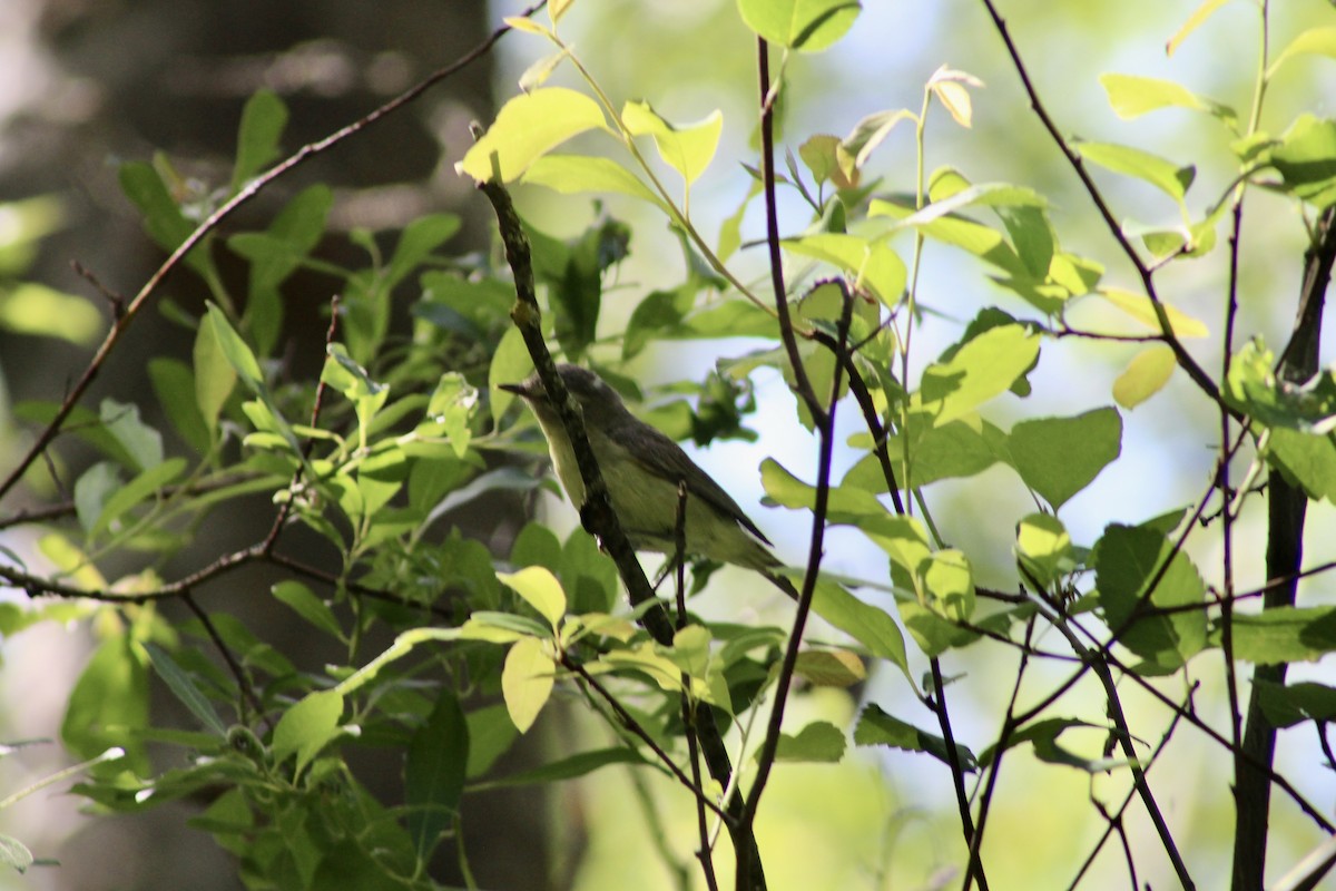 Philadelphia Vireo - ML638156129