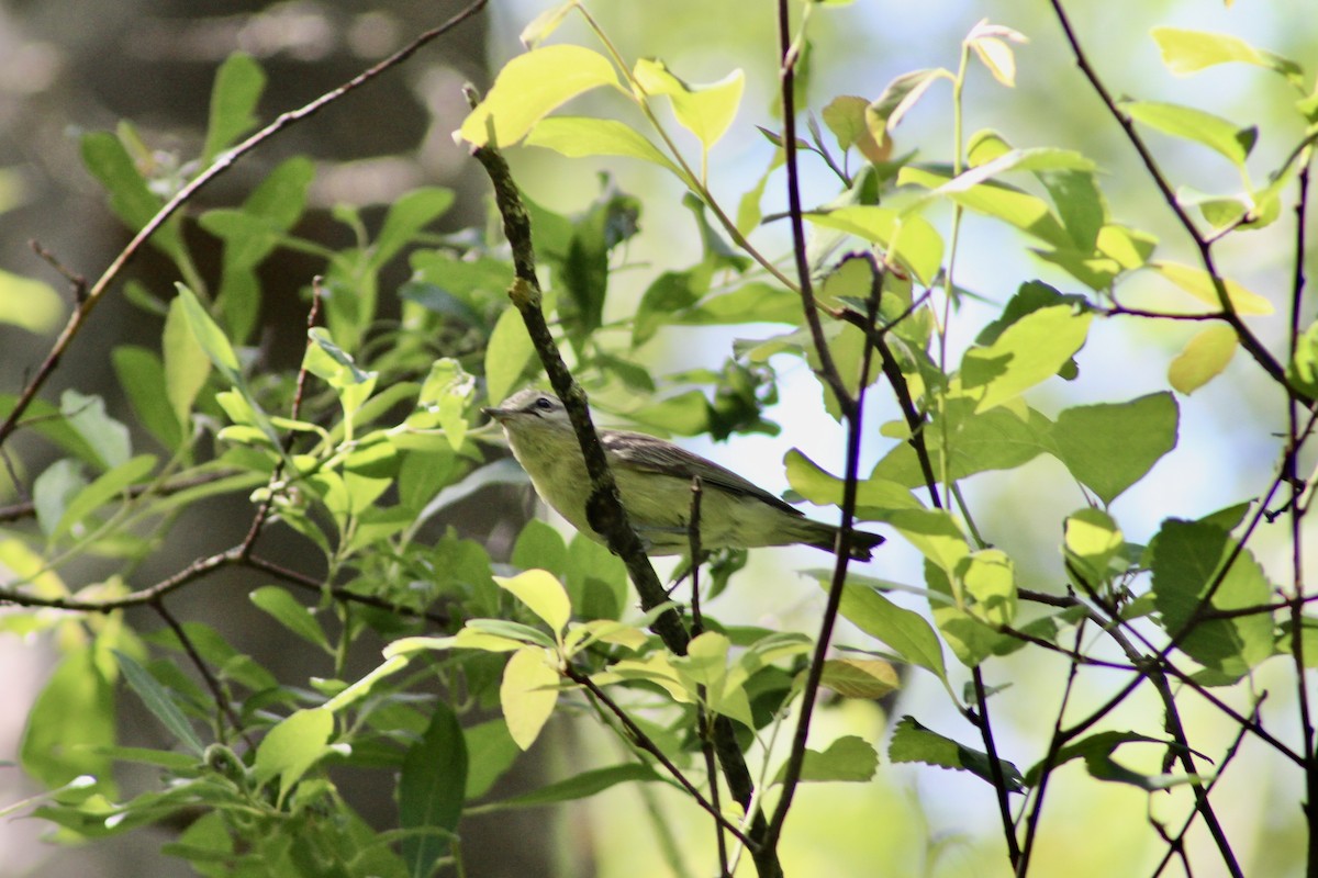 Philadelphia Vireo - ML638156137
