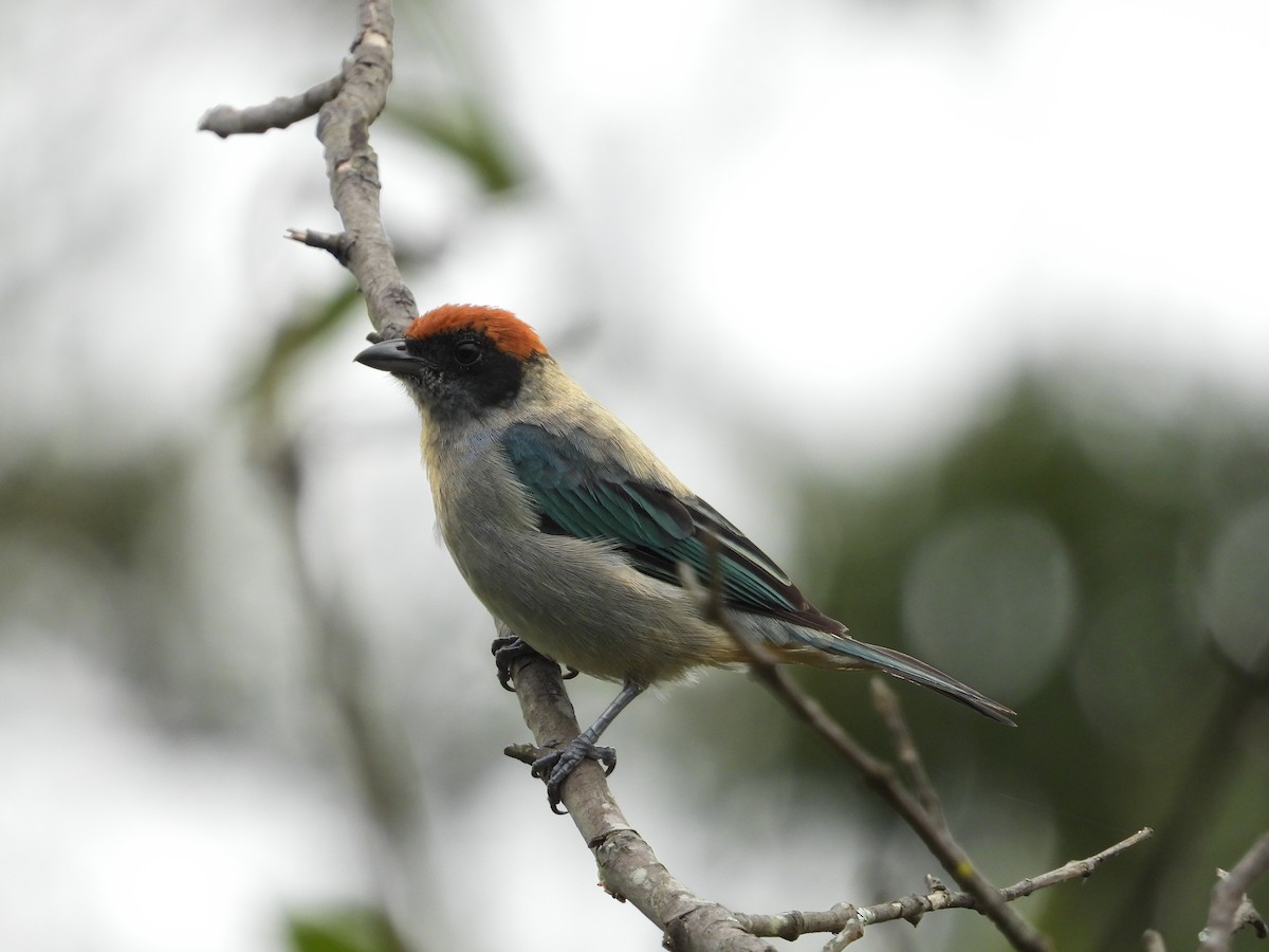 Scrub Tanager - ML638156144