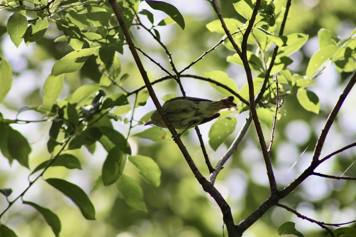 Philadelphia Vireo - ML638156156