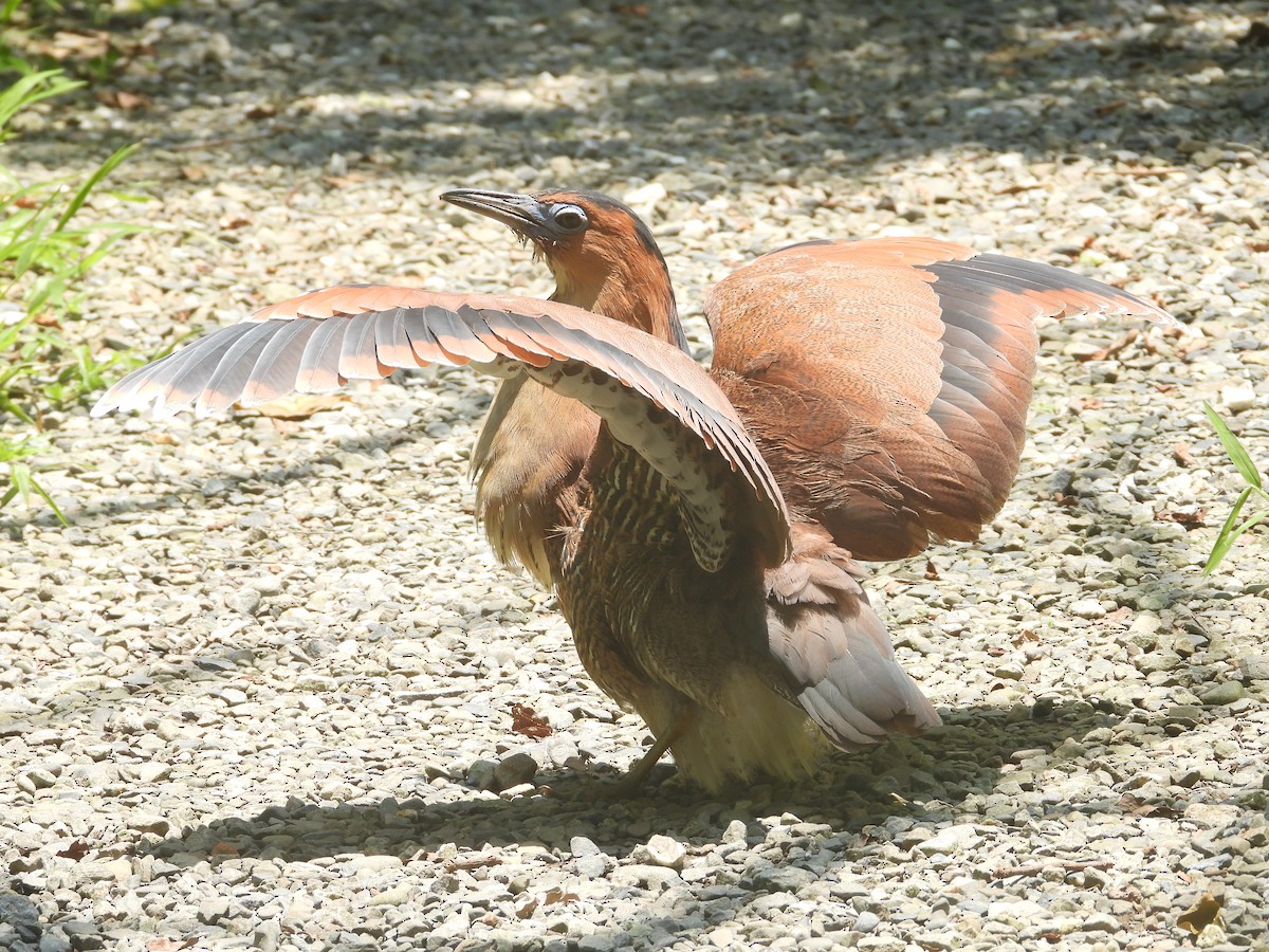 Malayan Night Heron - ML638156197