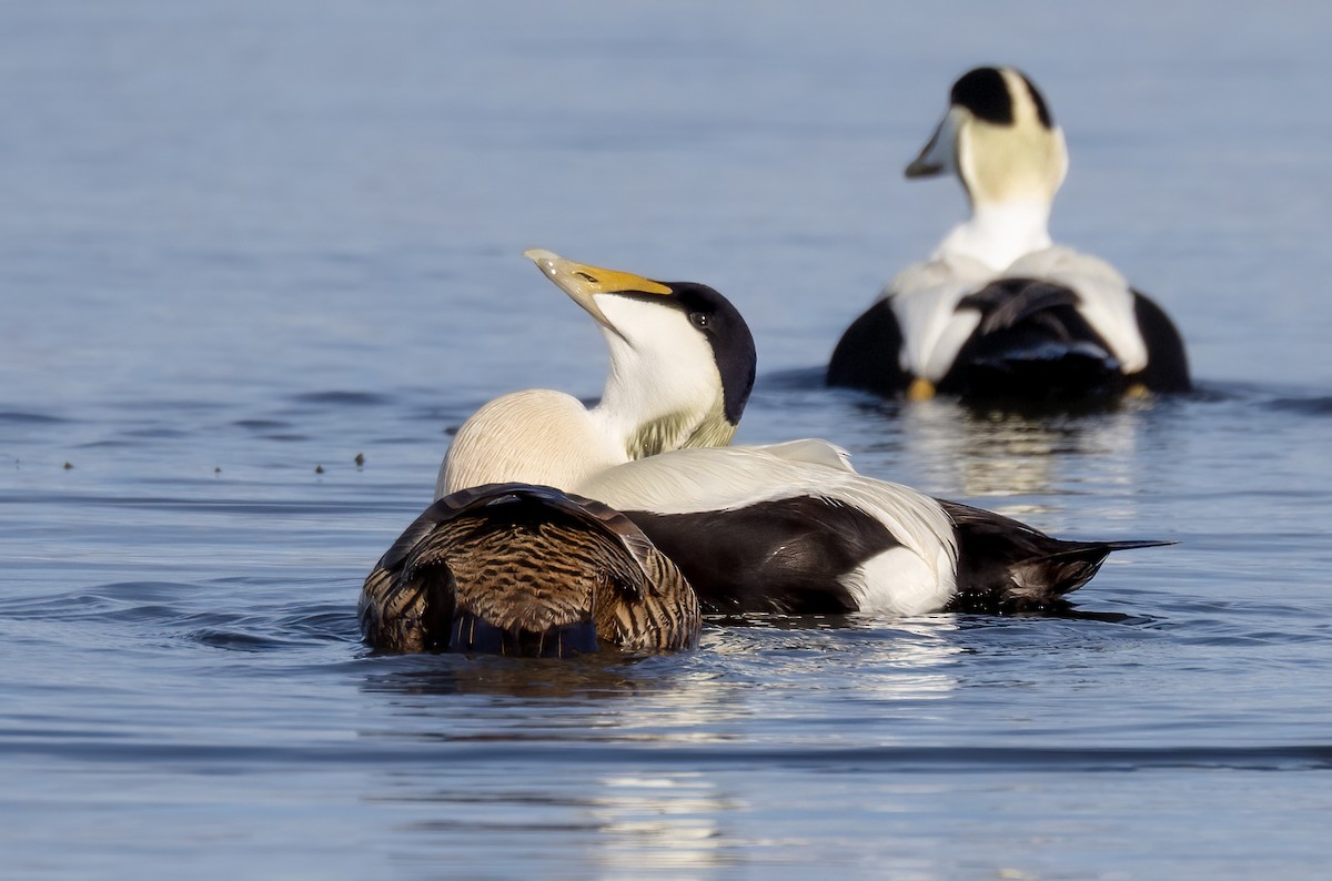 Common Eider - ML638156226