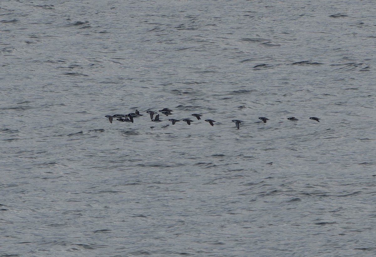 Ancient Murrelet - ML638156233