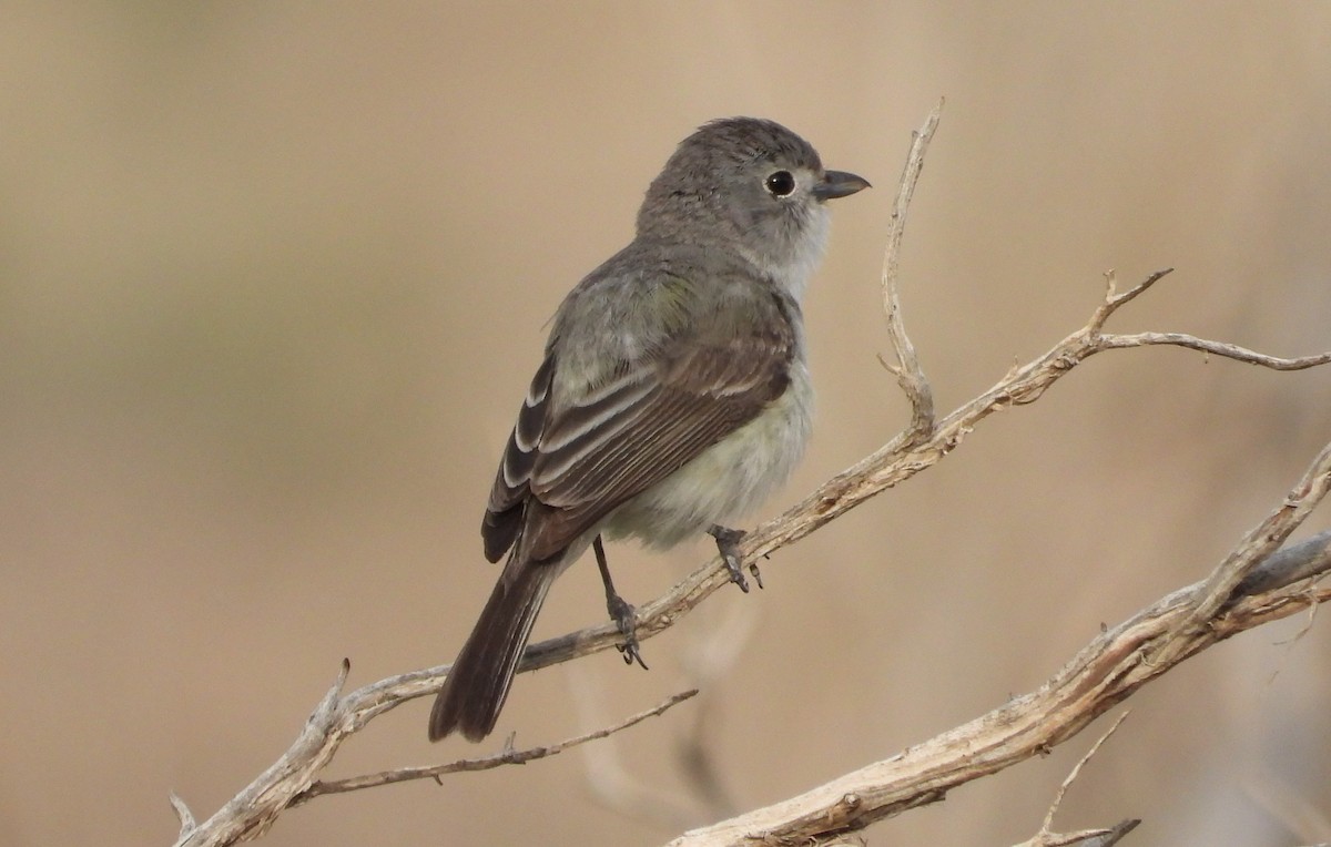 Gray Vireo - ML638156239