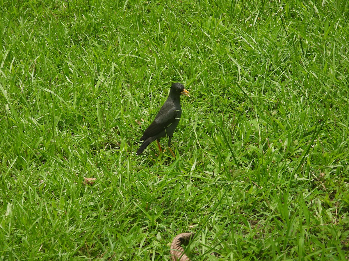Javan Myna - ML638156252