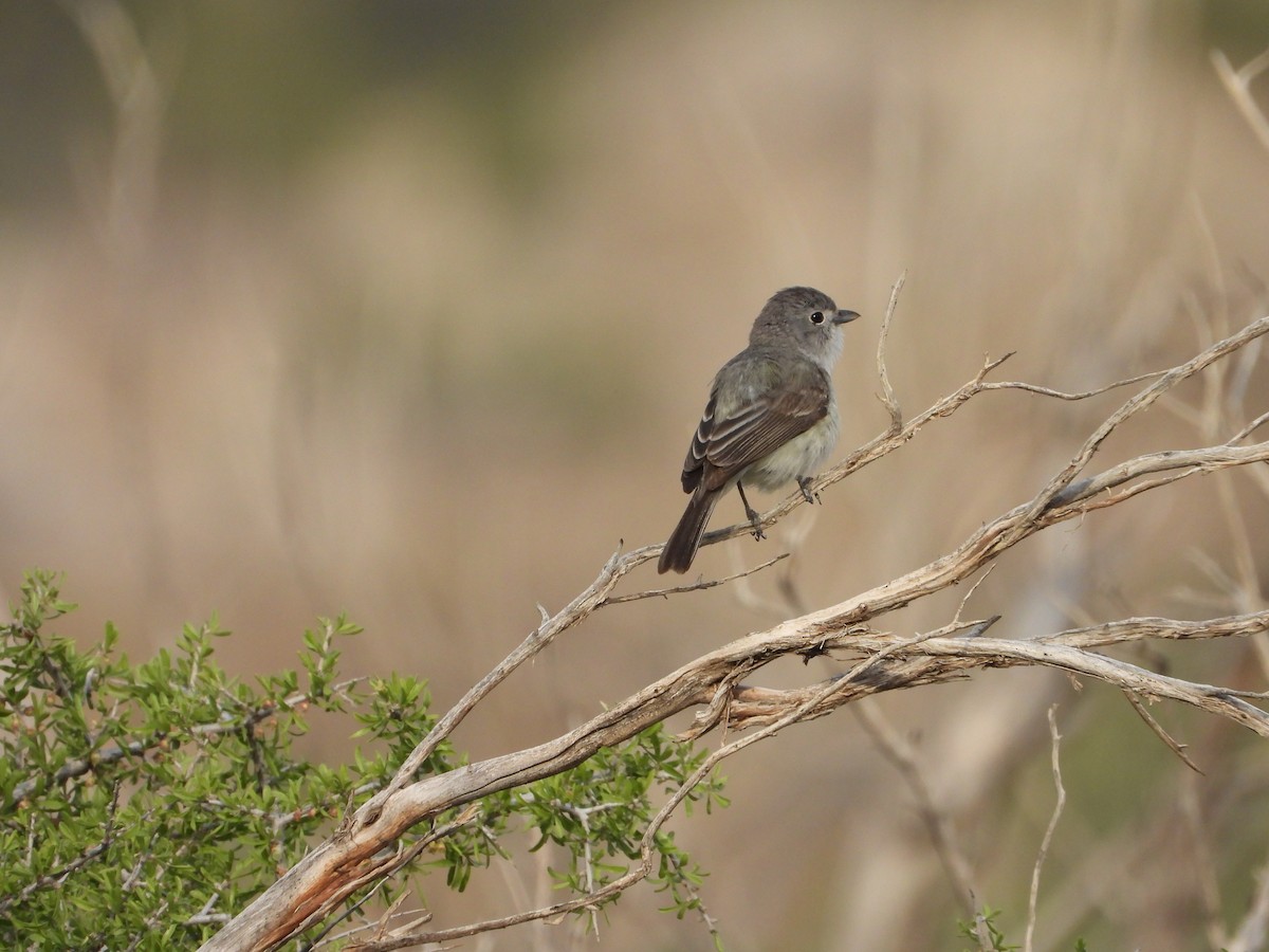 Gray Vireo - ML638156257
