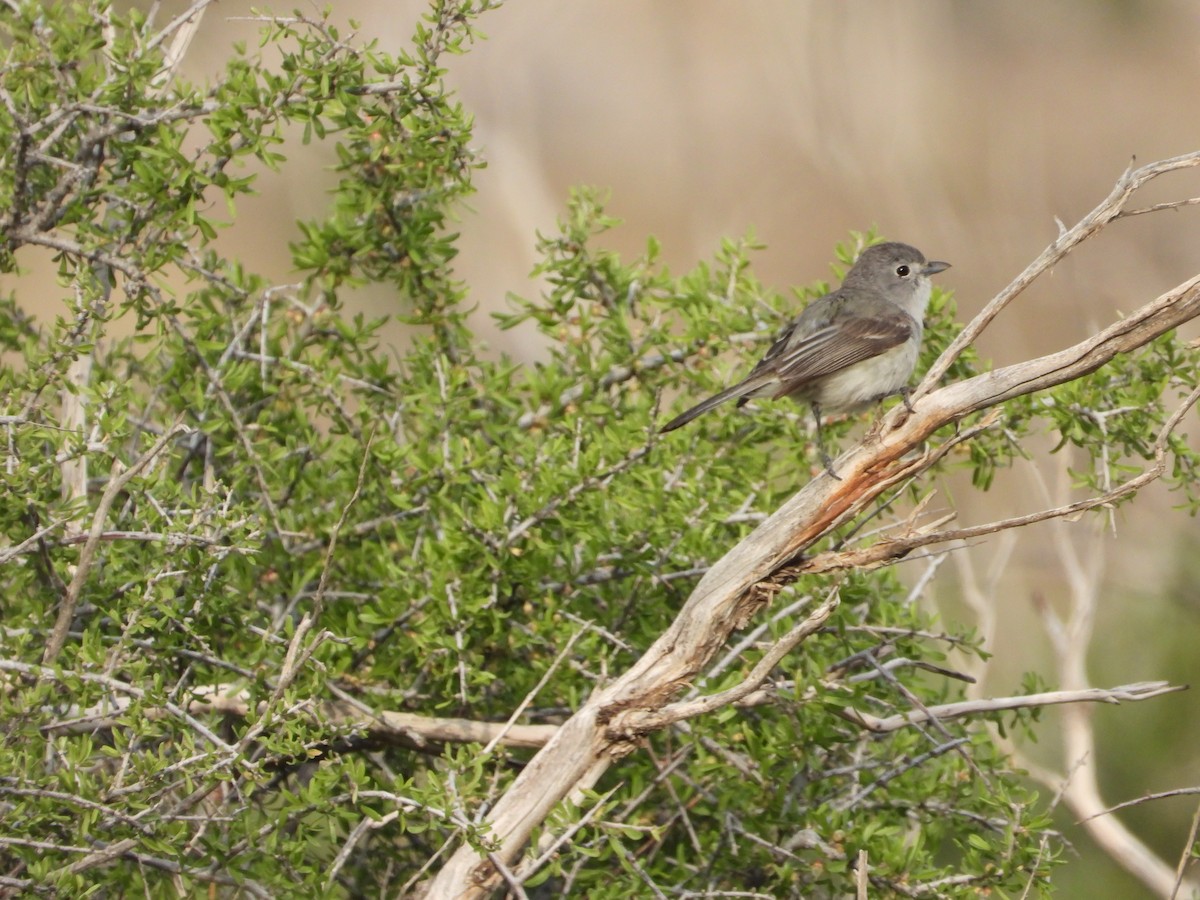 Gray Vireo - ML638156268
