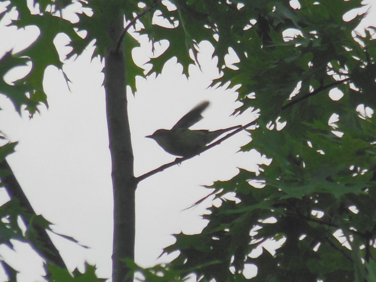 Graukopfvireo - ML638156331