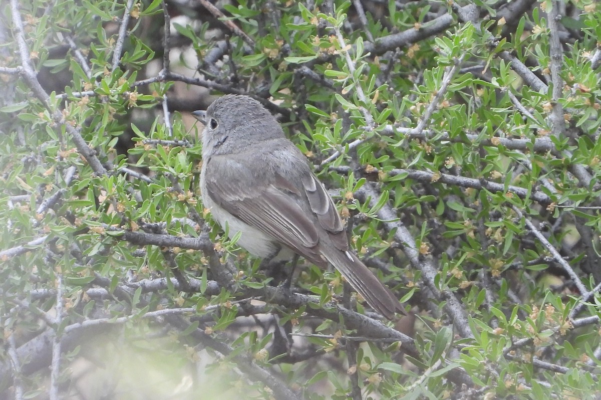 Gray Vireo - ML638156333