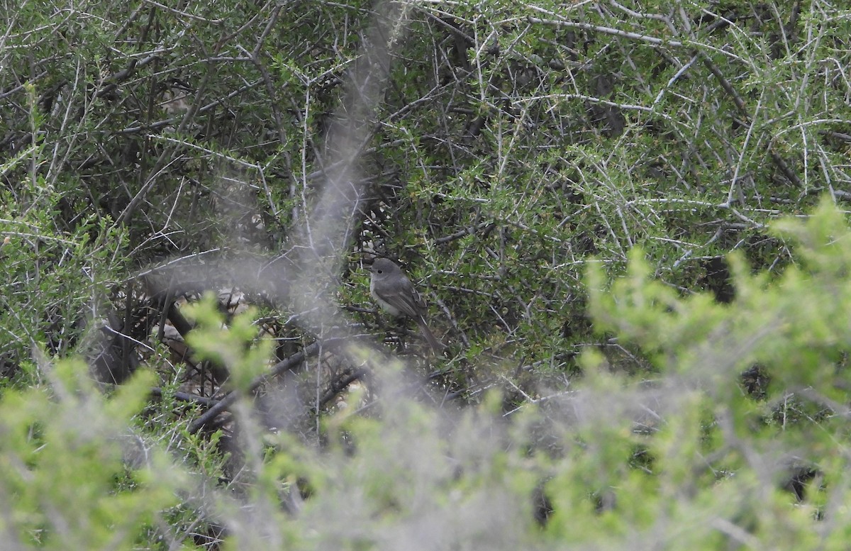 Gray Vireo - ML638156334