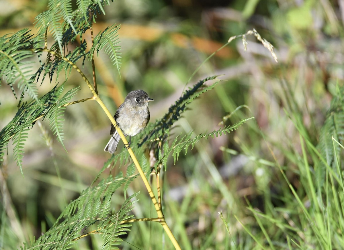 Black-capped Flycatcher - ML638156359