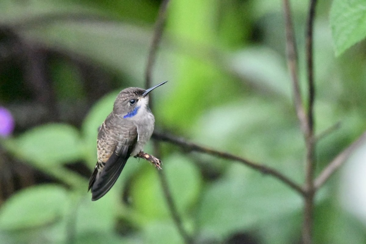 Brown Violetear - ML638156405