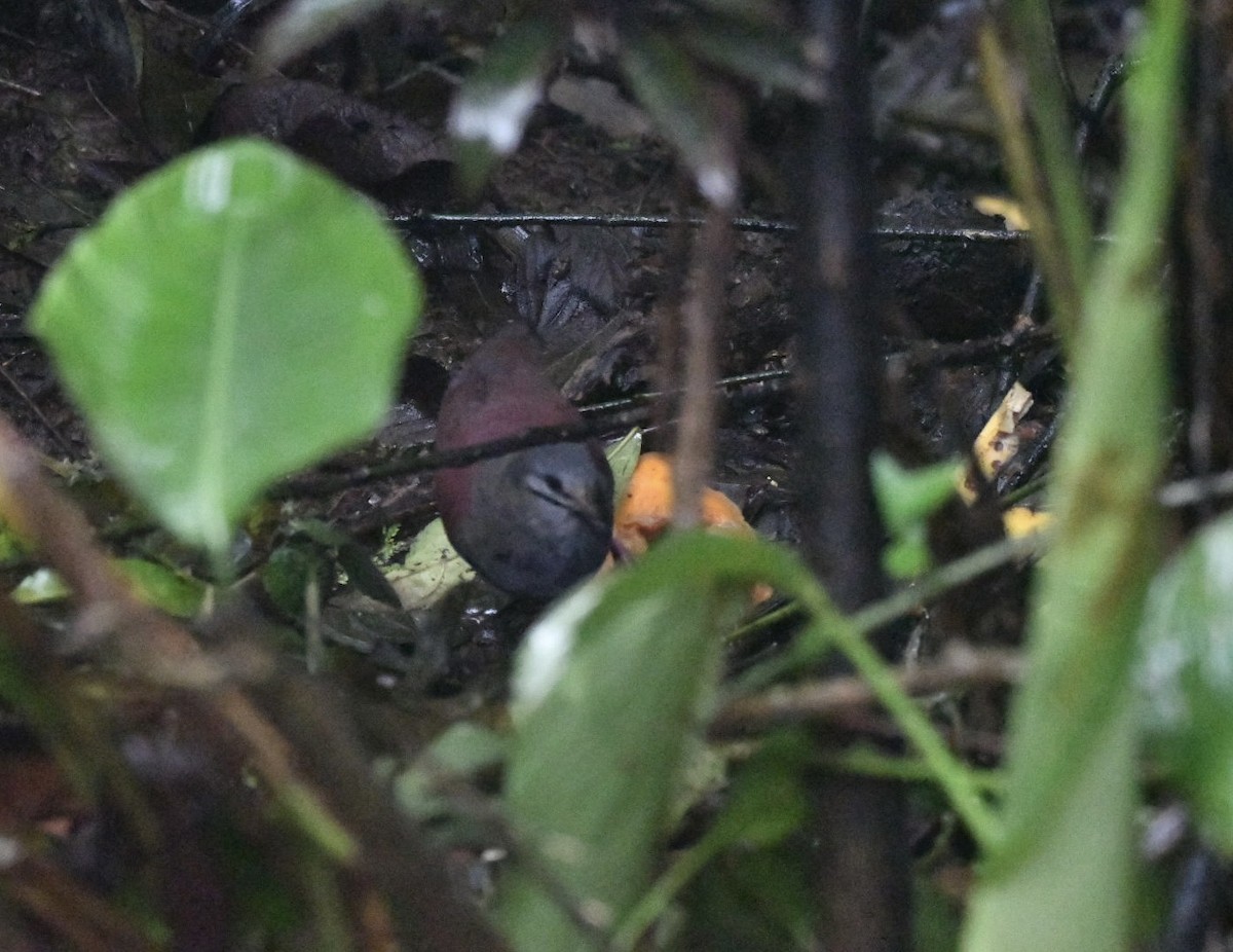 Buff-fronted Quail-Dove - ML638156435